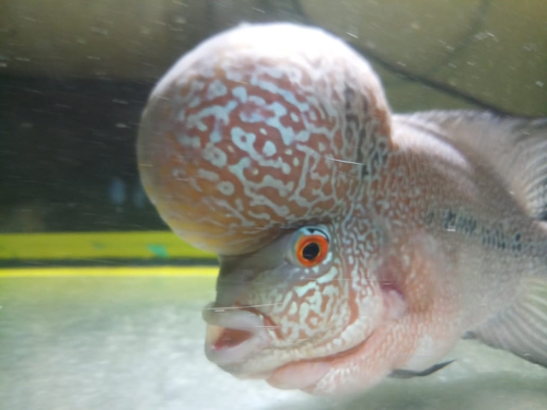 Flower Horn Fish — photo 4