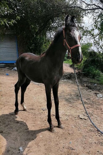 Arnold Horse — photo 3
