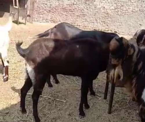 All Breed Goat — photo 3