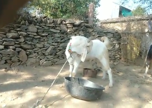 Goat — photo 4