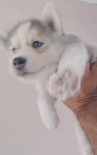 Female blue eyes