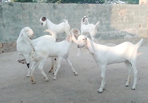 Sojat Goat