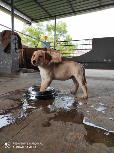 Labrador Puppy — photo 5