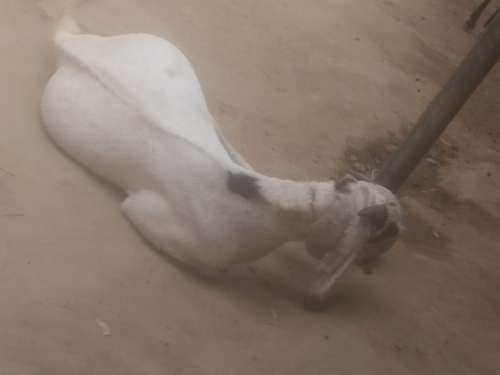Gulabi Chamri Goat — photo 6