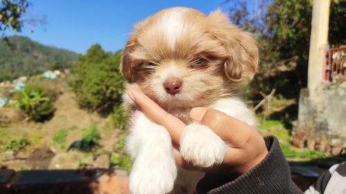 Lhasa apso Puppy — photo 5