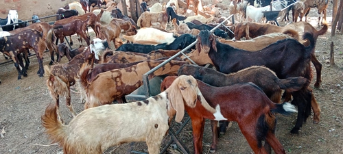 All Breed Goats Available — photo 5