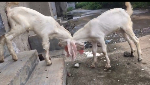 Haydrabadi patira cross & Gulabi — photo 2