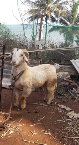 Sheep — Bandur male sheep, Hunsur, India