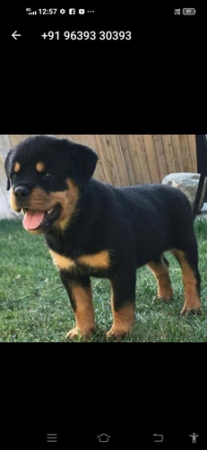 Rottweiler Puppy — photo 3