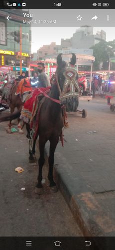 Sindhi horse — photo 2