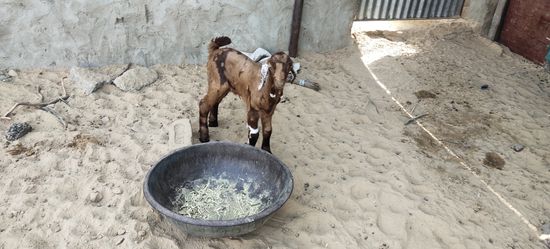 Shiroi,Sojat Goat  — photo 6
