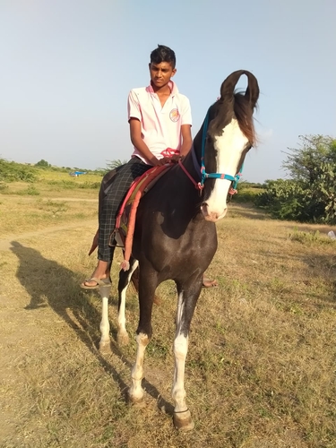 Marwari Horse