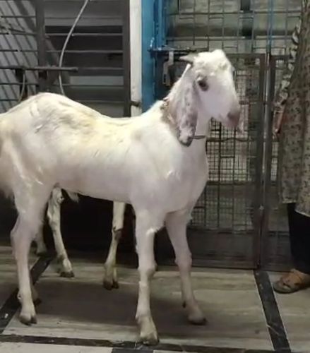 Kassi Jodi goat — photo 2
