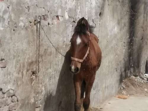 Bachera horse panchkalyaan — photo 4