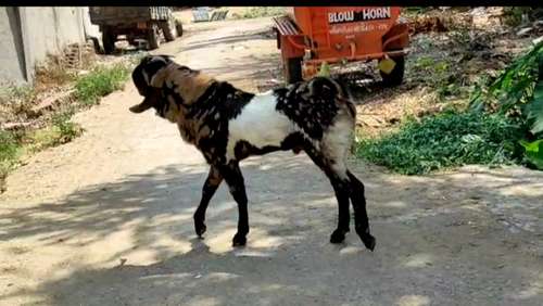 2 Goat — photo 3