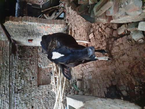 Cow — photo 6
