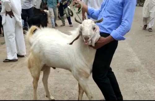 Goat — photo 2
