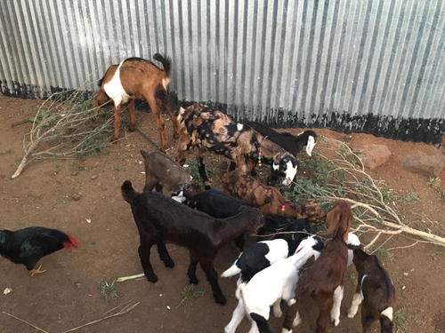 Sirohi , Totapuri Kids