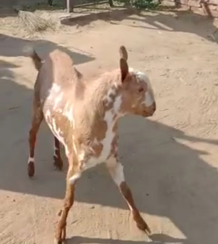 Barbari Goat — photo 2