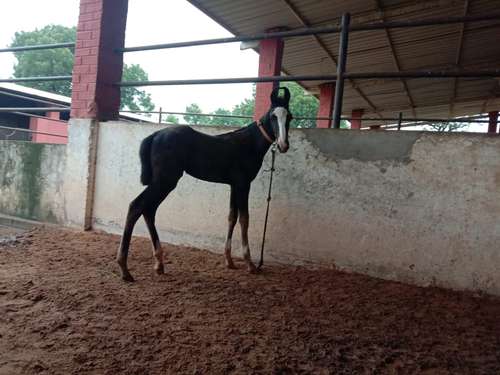 Bharvadi horse
