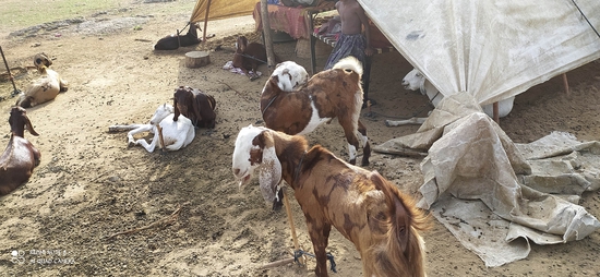 Gujari  — photo 2