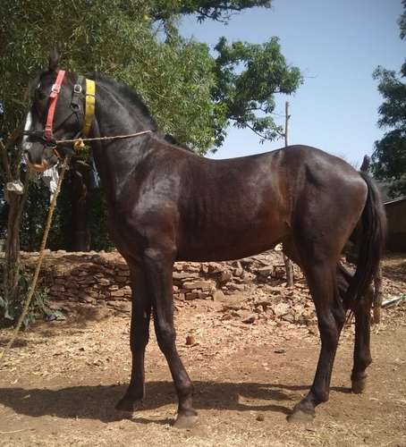 Great Gambler Horse — photo 2