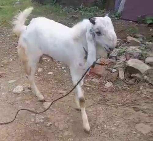 Jamnapari Goat 