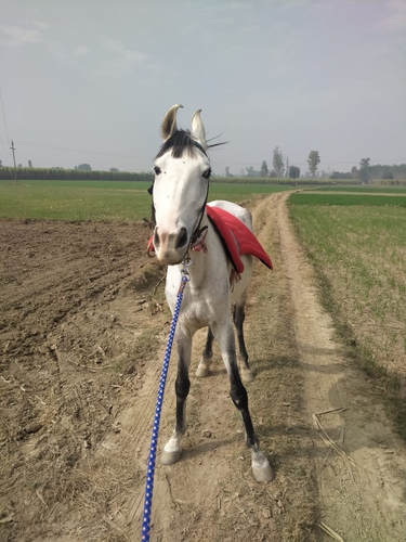 Marwari Horse — photo 4