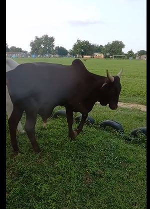 Bull — photo 2