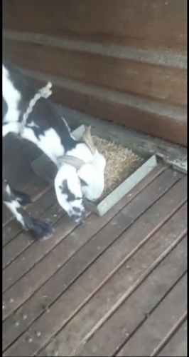  4 Goats Beetal and Hyderabadi  — photo 2