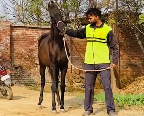 Marwari Horse — photo 4