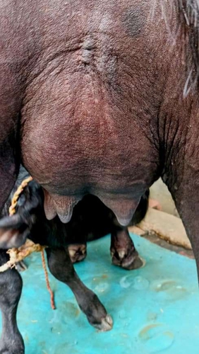 Murrah Buffalo — photo 2