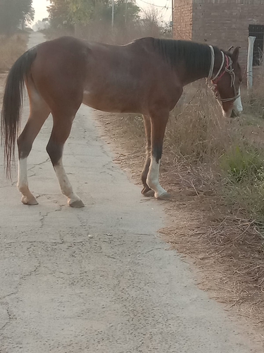 Horse Marwari — photo 4