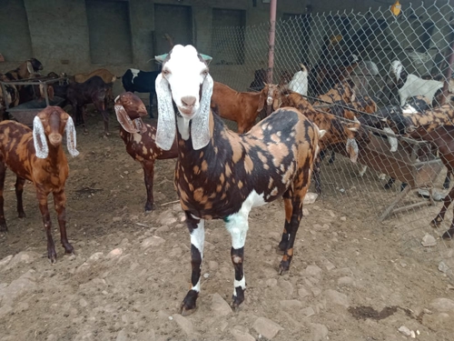 All Breed Goats Available — photo 4