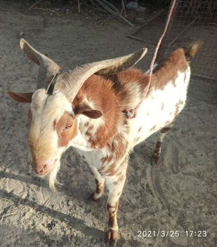 Barbara Goat — photo 3