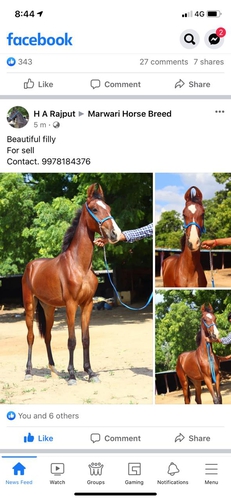Beautiful filly horse — photo 3