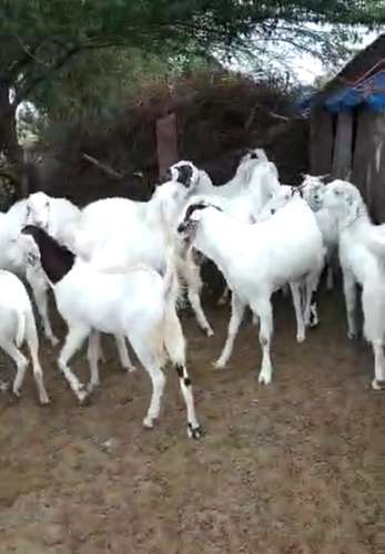 Sojat Goat — photo 4