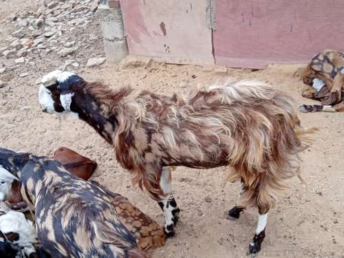 Sirohi Goat