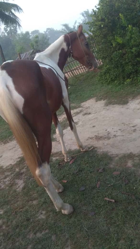 Marwari Horse — photo 2