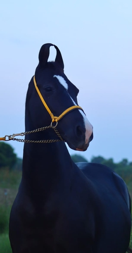 Horse — photo 5