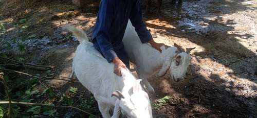 Totapari  Desi mix Jodi goat — photo 3