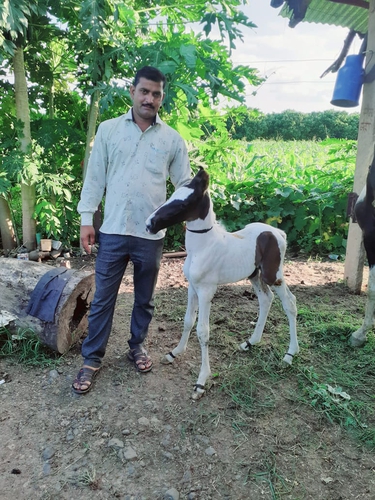 Ablk  Desi horse