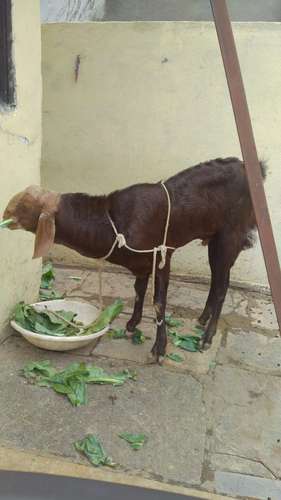 Cross  Male Goat — photo 2