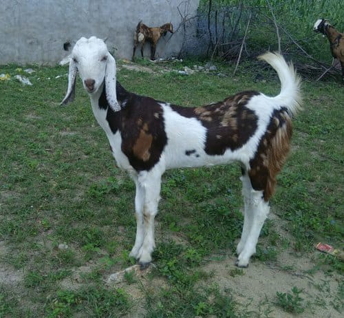 All Breed Goats Available