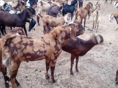 Sirohi Goat — photo 3