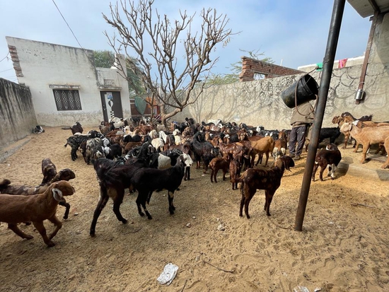 Cutting goat male and female mix 
