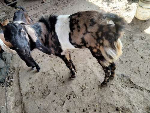 Shirohi breading goat
