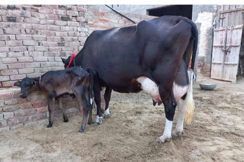 Jarsi cow