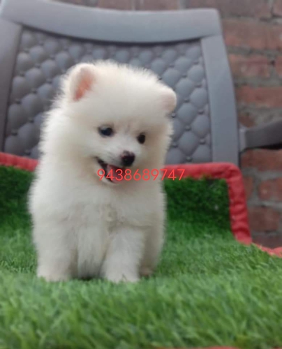 Pomeranian Puppy