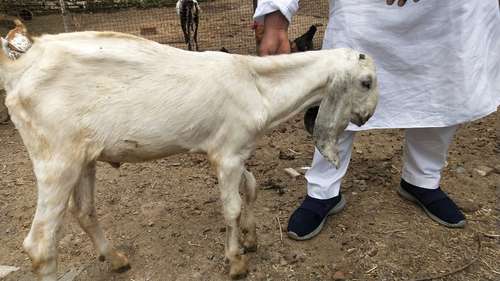 Beetal Goat white eyes